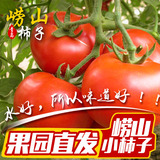【已下季崂山小西红柿子】小番茄 圣女果 新鲜水果 6斤小柿子顺丰