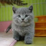 【JUDO CATS】CFA英国短毛猫蓝色DD西瓜   蓝猫 （已去新家）