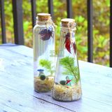 【千花伴】水草造景斗鱼生态瓶 日本marimo海藻球微景观 桌面鱼缸