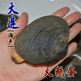 大连海鲜特产鲜活原壳天鹅蛋新鲜大蛤水产品批发贝类制品满包邮