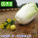 【蔼蓝】蓝灵儿农业 卷芯白 大白菜 新鲜蔬菜 周二周五 成都配送