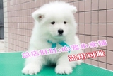 南京 出售纯种高品质萨摩耶幼犬宝宝 萨摩耶犬活体 可上门看狗at3