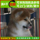 纯种秋田犬 幼犬出售 赛级双血统 美系日本柴犬 健康家养宠物狗33