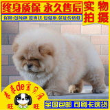 南京松狮幼犬 纯种肉嘴松狮犬 黄白松狮犬 大型犬狗狗实体店