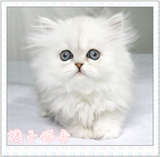 橘子猫舍 金吉拉 银白色 波斯猫 长毛猫 活体 猫咪活体 宠物猫舍