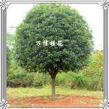 桂花树金桂丹桂大树2-20公分带土球包邮/庭院盆栽绿植名贵风景树