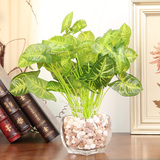 1套包邮 透明玻璃花盆花瓶+绿色仿真植物 金钱叶装饰花 花艺套装