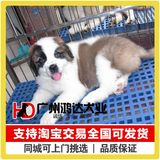 支持淘宝交易出售圣伯纳犬纯种巨型圣伯纳幼犬救援犬狗狗宠物狗