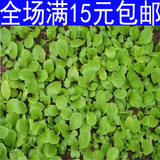 特价促销庭院盆栽白菜子小青菜籽七宝青菜籽四季种植蔬菜油菜子