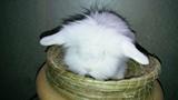 圣诞节礼物宠物兔子活体 纯种荷兰垂耳兔活体，送运输笼,69包邮