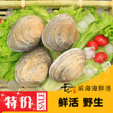 促销贝类制品水产品威海特产海鲜鲜活新鲜花蛤天鹅蛋大蛤蜊大嘎啦