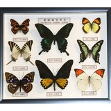特色蝴蝶标本工艺品礼物真蝴蝶8蝶名贵蝴蝶盒可制作批发装饰画框