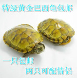 5-10厘米大巴西彩龟黄金龟招财龟镇宅龟 活体乌龟长寿龟包邮