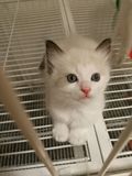 自家繁育纯种宠物猫咪 纯种布偶猫 海豹双色布偶猫 活体幼猫