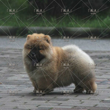 「起点」出售纯种活体ChowChow松狮幼犬宠物狗狗黑红奶白№棕色02