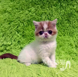 T.M淼淼宠物猫活体纯种猫异国短毛猫加菲猫梵花波斯猫红色加白猫