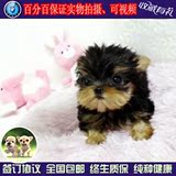约克夏犬幼犬出售纯种约克夏梗宠物狗狗长毛活体超可爱迷你型w01