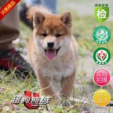 只售精品 赤色柴犬 纯种日本柴犬 幼犬狗狗 支持来狗场选购