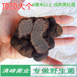 新鲜成熟野生黑松露 云南特产怒江州高黎贡山块菌 6厘米以上