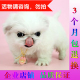 上海出售纯种北京京巴幼犬赛级宫廷犬超可爱长不大雪白的宠物狗狗