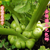 精选榨菜种子 阳台盆栽蔬菜种子春季种 秋季榨菜种子 青菜头种子