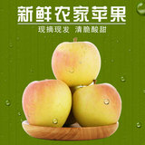 新果现摘现发陕西农家特产新鲜苹果 香脆甜纯天然苹果水果5斤散装