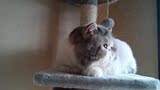 【泰格名猫舍】赛级猫 CFA注 纯种蓝白梵银虎斑 异国短毛 加菲猫