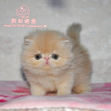 【凯利猫】CFA注册异国短毛猫 家养纯种加菲猫宠物 乳色长毛妹妹