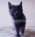 ★家养繁殖蓝猫★俄罗斯蓝猫■深色绿眼■幼猫■公DD（待售）