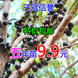 包邮葡萄树苗树葡萄苗台湾嘉宝果树苗盆栽水果南北方种植当年结果
