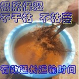 良种油茶苗 无性系嫁接油茶树苗 根系发达 打泥浆发货 基地批发