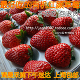新鲜水果 上海南汇有机草莓 哈根达斯唯一指定供应商 江浙沪包邮