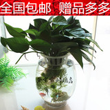圆形透明玻璃金鱼缸 恐龙蛋造型富贵竹绿萝专用花瓶 水培玻璃花瓶