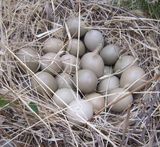 野鸡蛋种蛋 绝对新鲜当天下的 受精蛋 孵化食用当天下的 30枚包邮