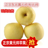 现摘 新鲜有机黄金帅黄香蕉黄元帅水果苹果粉苹果 批发包邮10斤