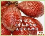 越南进口特产 新鲜蛇皮果 5斤起拍 包邮