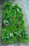 青苔人造仿真草坪绿化墙地毯草皮阳台绿植装饰绿色植物苔藓背景墙