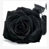 欧洲黑玫瑰花苗 花卉绿植物室内外盆栽香水玫瑰食用玫瑰苗包成活