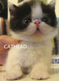 加菲猫 幼猫 异国短毛猫 异短 梵文 黑白 双色 高品质