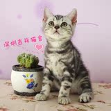 美国短毛猫 妹妹MM 最新健康短毛猫 活体 宠物小猫 绿眼 银虎斑
