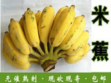 高州特产新鲜水果banana小米蕉海南香蕉粉蕉牛奶蕉农家青香蕉5斤