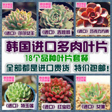 多肉叶片套餐18种韩国进口多肉植物叶片叶插绿植花卉包邮