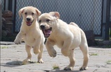 南京纯种拉布拉多犬幼犬出售/纯种幼犬拉不拉多黑色黄色宠物狗L77