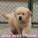 大型犬金毛犬幼犬出售纯种宠物狗金毛幼犬赛季活体黄金猎犬金毛02