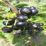 黑加仑果树苗盆栽紫莓黑加仑苗黑醋栗苗黑豆苗南北方种植当年结果