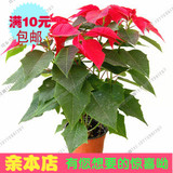 室内外盆栽净化空气盆栽植物:一品红苗 万年红 红红火火观叶植物