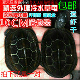 10-12CM情侣龟招财龟一对外塘中华草龟宠物活体小乌龟金线龟包邮