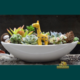 多肉花盆简约白色陶瓷多肉拼盘组合套餐绿植桌面盆栽熊的私家花园