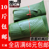 【贵女郎】广西农家香蕉新鲜包糍粑叶大香蕉叶1000克两斤