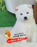 极品日本宠物狗日系白色柴犬纯种幼犬出售高品质健康狗狗适合家养